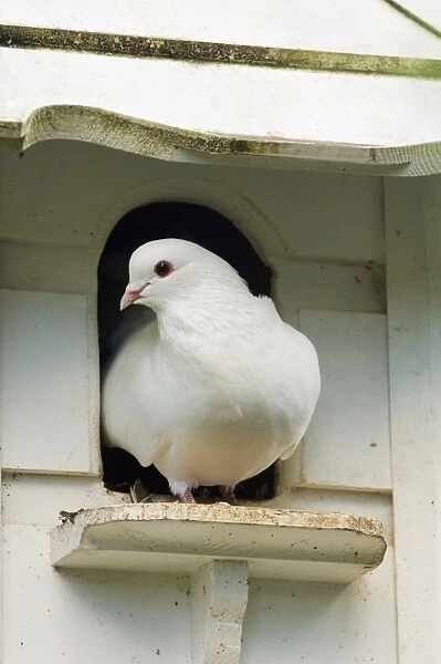 Domestic Dove (Columba sp. ) white fantail, adult, standing at dovecote entrance, Cornwall, England, september