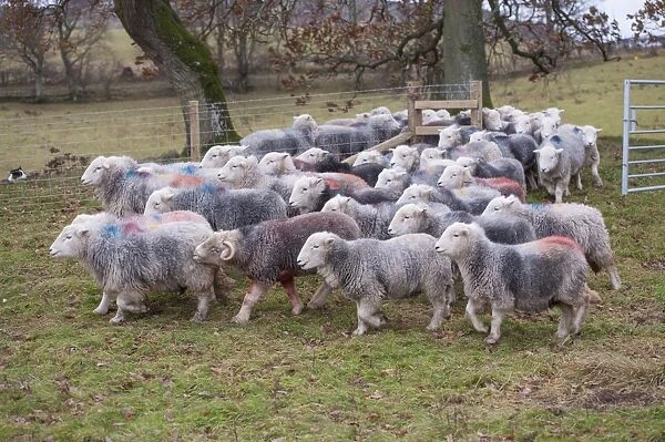 Domestic Sheep, Herdwick ewes, flock walking through gateway in pasture, Lake District N. P. Cumbria, England, November