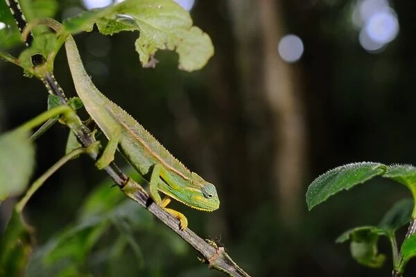 Elliot's Chameleon (Trioceros ellioti) adult, climbing on stem in montane rainforest, Nyungwe Forest N. P. Rwanda, october