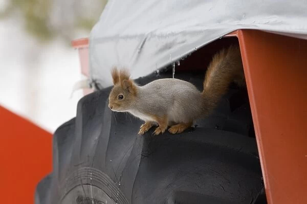 Eurasian Red Squirrel (Sciurus vulgaris) adult, standing on wheel of snow plough, Oulu, Northern Ostrobothnia, Finland, winter