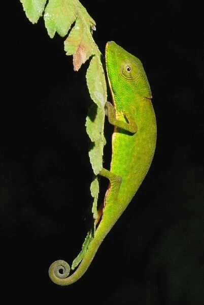 Glaw's Chameleon (Calumma glawi) adult, on leaf in primary rainforest, Ranomafana N. P. Eastern Madagascar, august