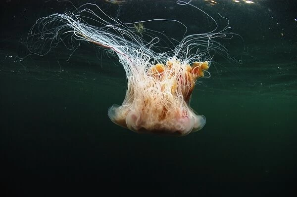 Lions Mane Jellyfish (Cyanea capillata) adult, swimming near surface in sea loch, Loch Carron, Ross and Cromarty