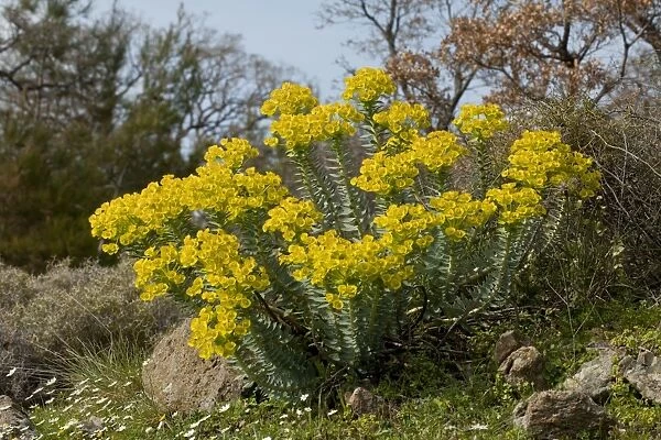 Narrow-leaved Glaucous Spurge (Euphorbia rigida) flowering, in grassland, Lesvos, Greece, march