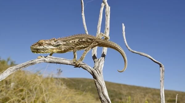 Robertson Dwarf Chameleon (Bradypodion gutturale) adult, climbing on twig, Western Cape, South Africa, February
