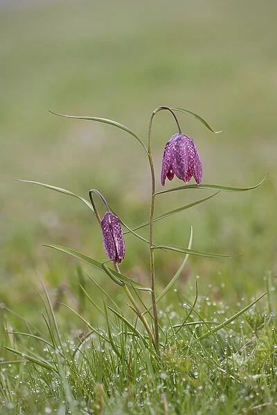 Snake's Head Fritillary (Fritillaria meleagris) flowering, growing in dew covered damp meadow, Cricklade Meadows, Gloucestershire, England, april