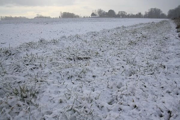 Snow covered headland set-a-side at edge of arable field, Bacton, Suffolk, England, november