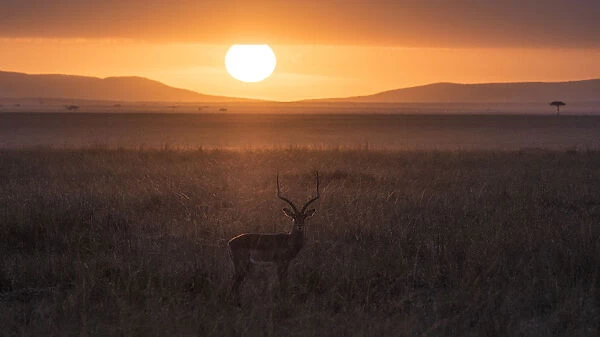 Africa, Tanzania, Ngorongoro Conservation Area. Antelope backlit in savannah at sunset