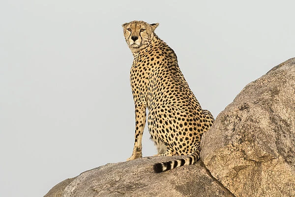 Africa, Tanzania, Serengeti National Park. Close-up of cheetah on boulder. Credit as