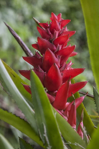 Found throughout the amazon Rainforest is the red bromeliad