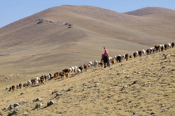 Asia, Western Mongolia, young female Goat herders on horseback. Editorial Only