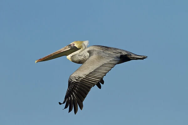 Brown Pelican (Pelecanus occidentalis) adult in flight, Texas coast