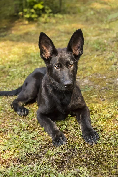 Issaquah, Washington State, USA. Four month old German Shepherd puppy resting in