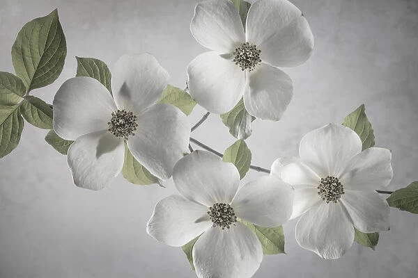 USA, Washington State, Gifford Pinchot National Forest. Pacific dogwood limbs and flowers