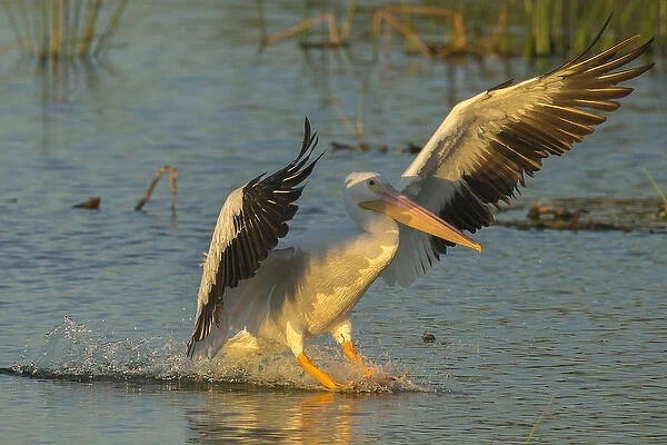 White pelican landing, Pelecanus erythrorhynchos, Viera Wetlands Florida, USA