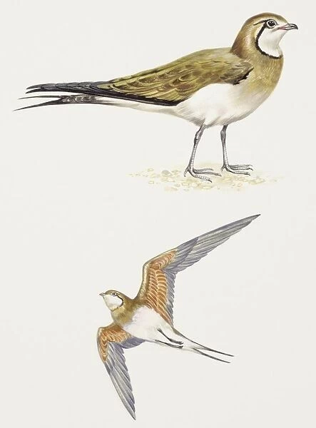Birds: Charadriiformes, Collared Pratincole, (Glareola pratincola), illustration