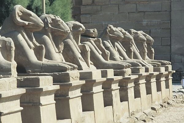 Egypt, Old Thebes, Luxor, Karnak Temple Complex, Precinct of Amun-Re, avenue of ram-headed sphinxes