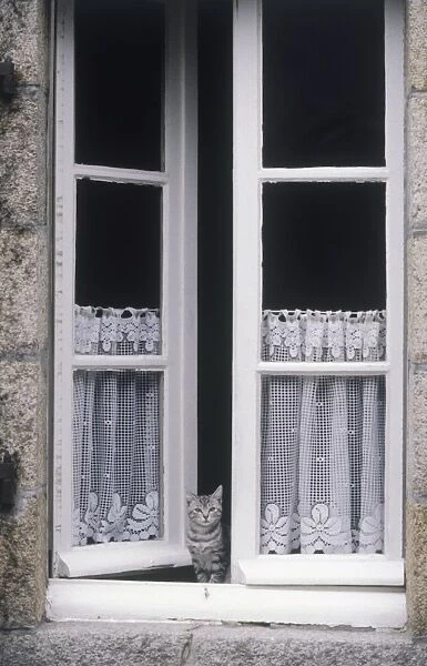 France, Brittany, cat at window with lace curtains