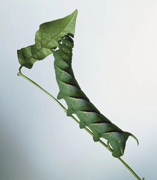 Green hawkmoth caterpillar on a stem eating leaf, side view