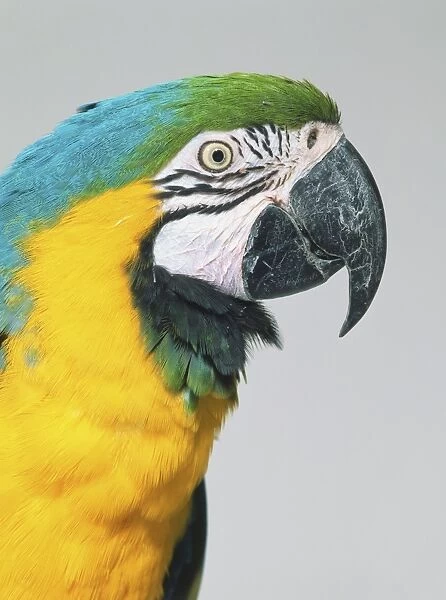 Head of Blue-and-yellow Macaw (Ara ararauna), close up, side view