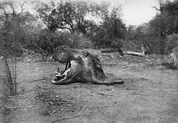 Head of A Hippopotamus. Africa