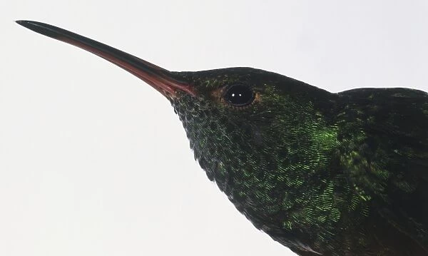 Headshot of a Rufous Hummingbird (Selasphorus rufus), profile view