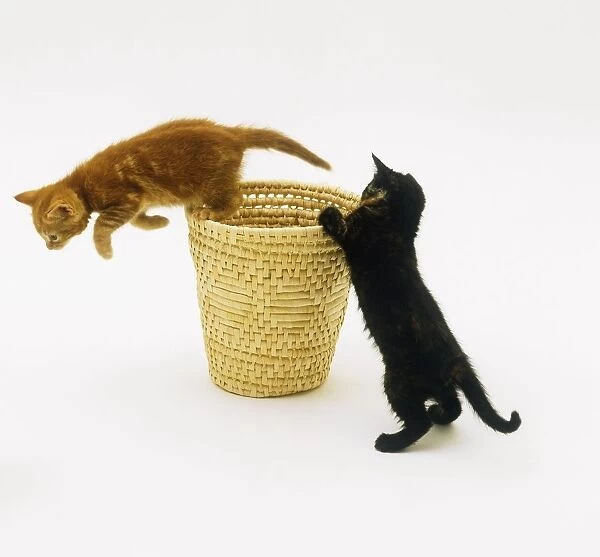 Two kittens playing with a basket