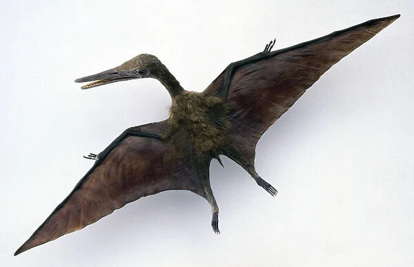 Overhead view of model of Pterodactylus