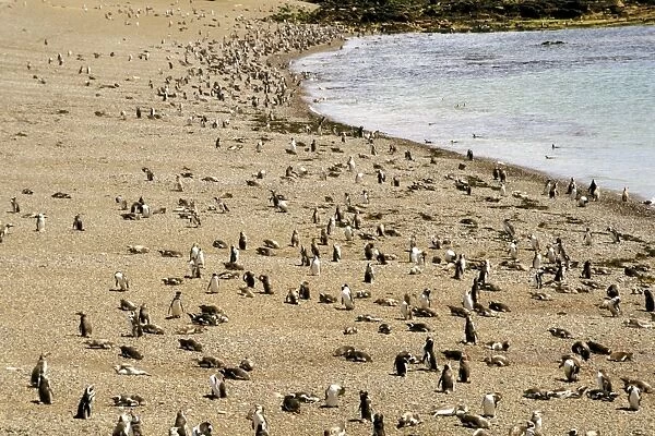 pinguini, patagonia argentina