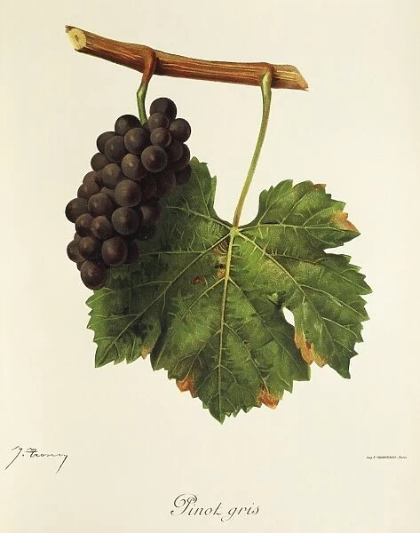 Pinot Gris grape, illustration by J. Troncy