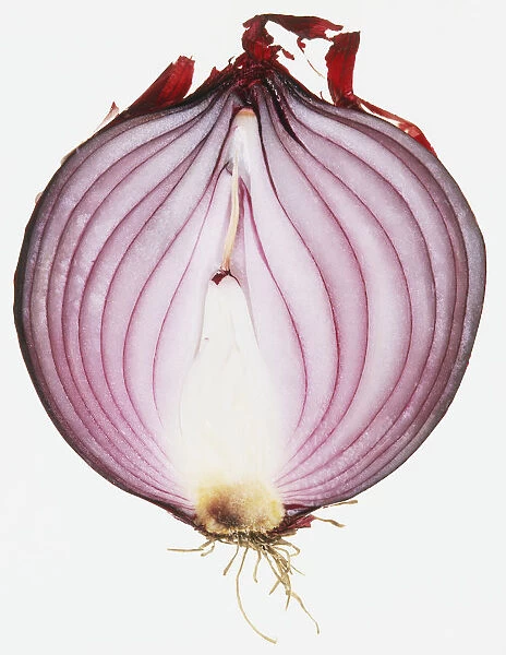 Red onion half, cross-section