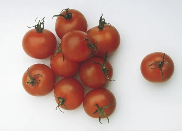 Ripe red vine tomatoes