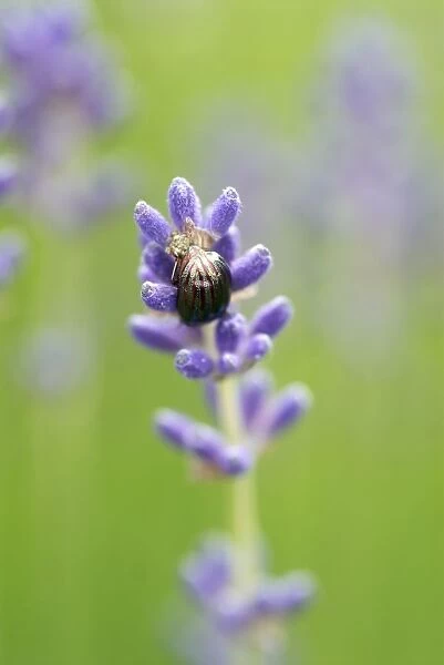 Rosemary Beetle (Chrysolina americana) on lavender flower