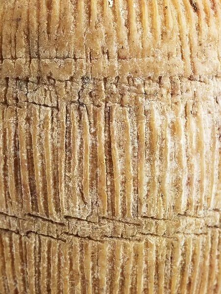 Rush basket pattern on rind of Italian Canestrato Moliterno goat or ewes milk cheese, close-up