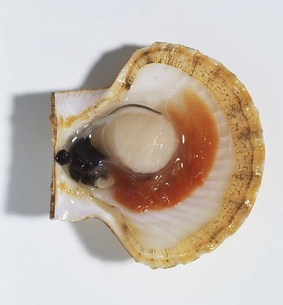 Scallop in shell, close up