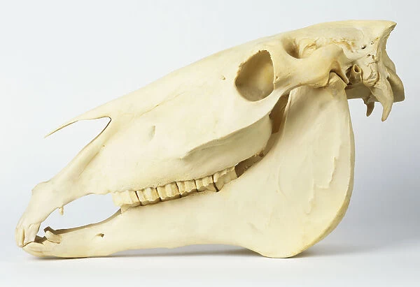 Skull of a horse
