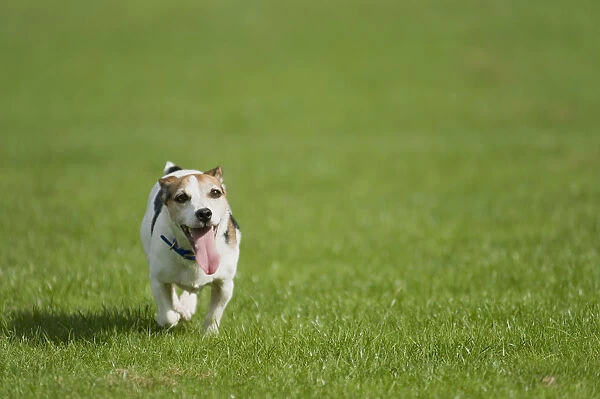 Small, mixed-breed dog walking on a lawn with its tongue sticking out, front view