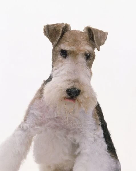 Wire Fox Terrier, sitting, looking at camera