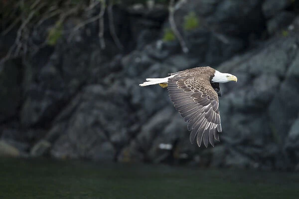 Bald Eagle, BC, Canada