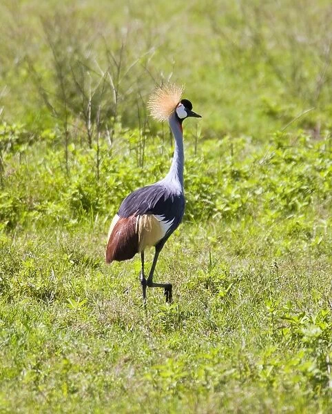 (Balearica regulorum regulorum) South African Crowned Crane