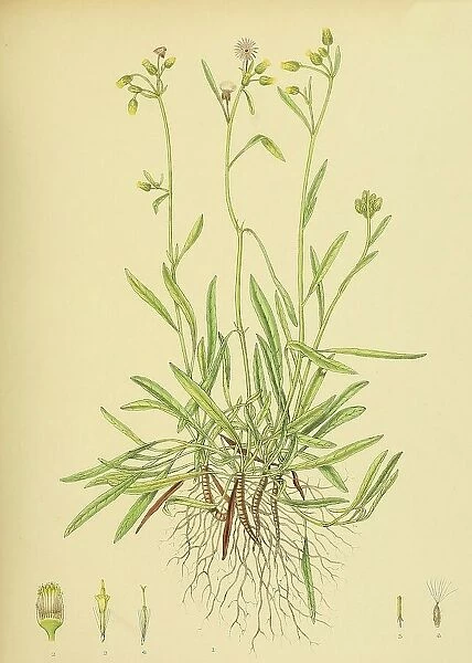 Blumea angustifolia, native to Southeast Asia, Sri Lanka, digitally restored historical colour print from 1893