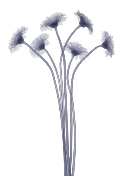 Six daisies, X-ray