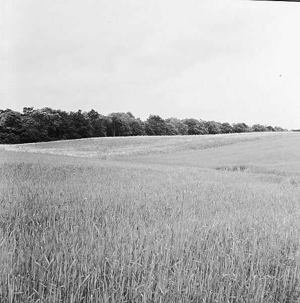 Hop Farm. 14th June 1950: Crops ready for harvesting at the Arthur Guinness