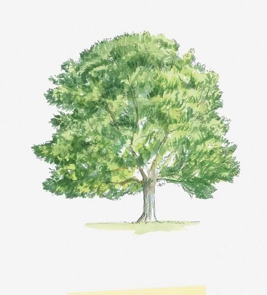 Illustration of Fagus (Beech) tree with green foliage