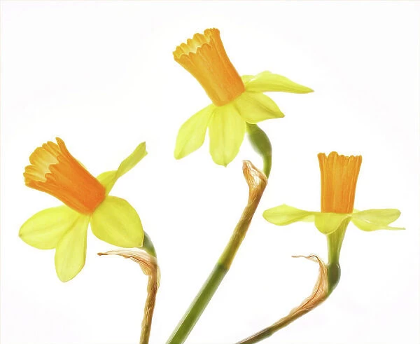 Narcissus flowers on a white background