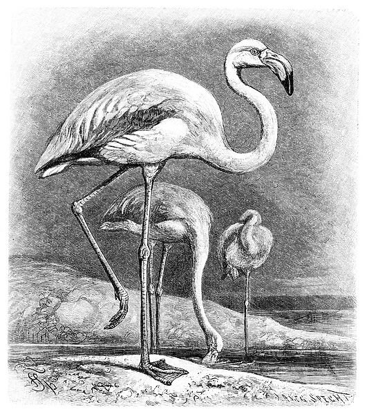 Pelican engraving 1892