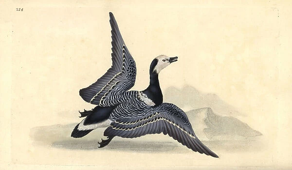 Barnacle goose, Branta leucopsis. Handcoloured copperplate drawn and engraved by Edward Donovan from his own 'Natural History of British Birds, 'London, 1794-1819