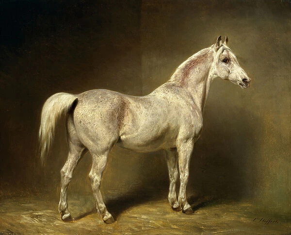 Beatrice, the white arab saddlehorse of Helmuth Graf von Moltke, 1855