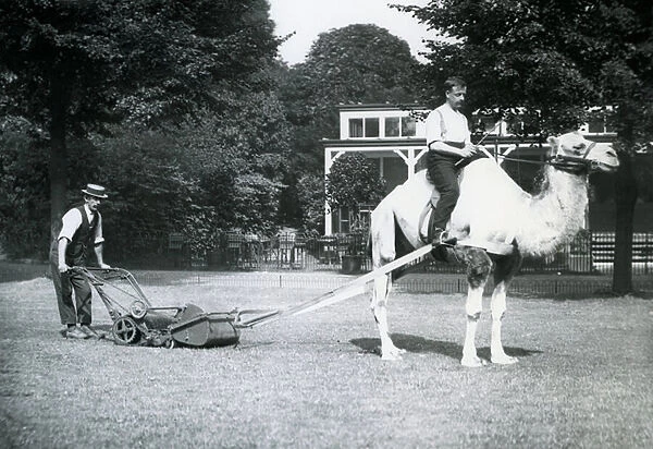 Camel lawn-mower, ridden by gardener Fred Perry at London Zoo, 1913 (b  /  w photo)