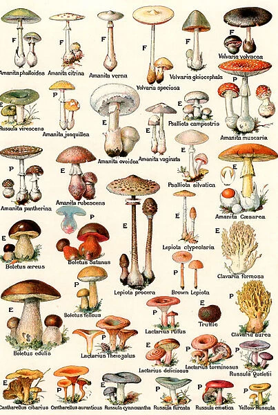Edible and Poisonous Mushrooms, 1937 (lithograph)