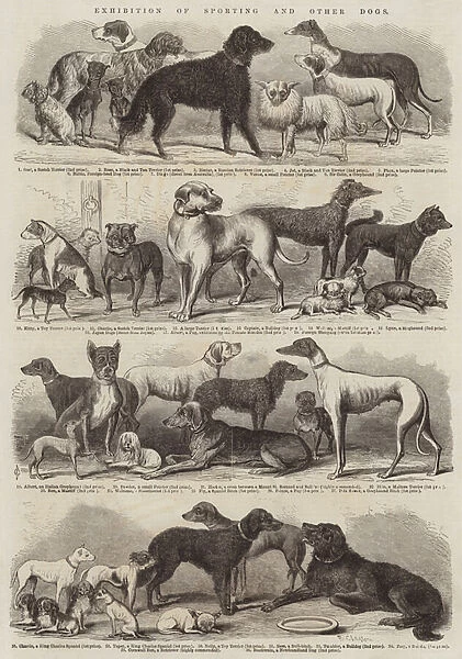 Exhibition of Sporting and Other Dogs (engraving)